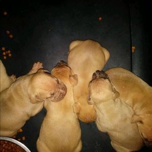 Meet your Posher, Tolossa